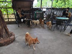 -柴犬高等学院·狗咖·柴犬售卖·宠物训练