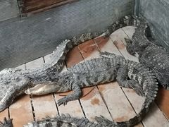 -呀路古热带植物园