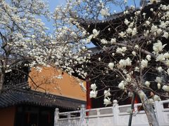 -灵谷景区