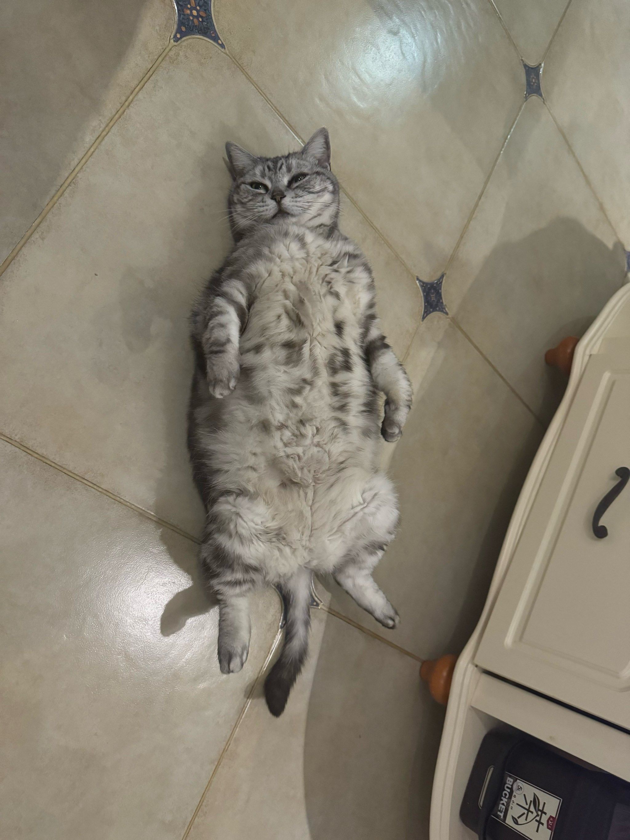 地毯懒猫 四脚朝天