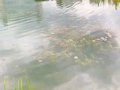 -桂溪生态公园