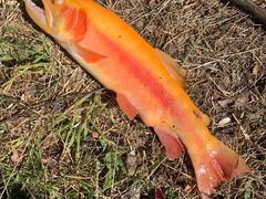 -玉水寨丽江源餐厅