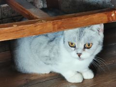 -more than meow吴止猫主题餐厅(承德 中船汇店)