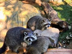 -大连森林动物园