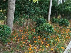 -合肥滨湖国家森林公园