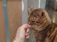 -Heymao猫咖.咖啡厅(东门店)