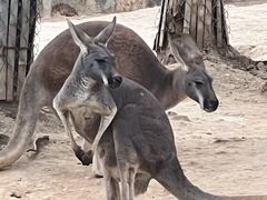 -石家庄市动物园