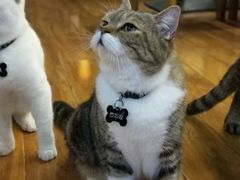 -喵园·猫主题咖啡厅·撸猫·猫咖(国贸店)