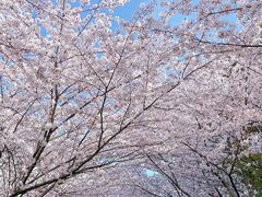 -高东镇樱花园