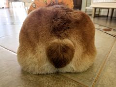 -爱宠屋pet shop·宠物洗澡·宠物美容