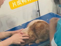 -守诺宠物医院·眼科· 特色牙科·异宠专科(虹口店)