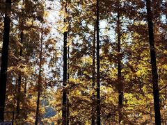 -黄海国家森林公园