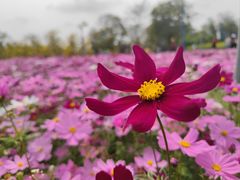 -天适樱花悠乐园