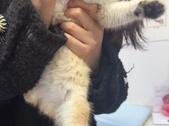 -天使宠物医院·犬猫分诊(彩虹店)