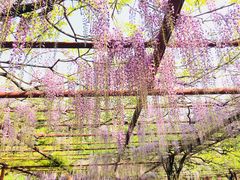 -嘉定紫藤园