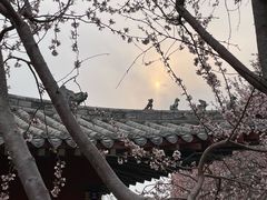 -桃花堤公园