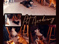 -柴犬高等学院·狗咖·柴犬售卖·宠物训练