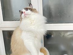 -宠颐生动物医院·心脏科·保险定点(锦阳分院)