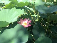 -静之湖湖畔餐厅