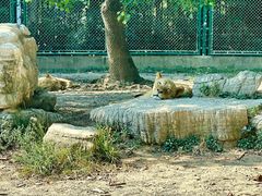 -上海野生动物园