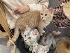 -楼上猫咖(罗湖店)