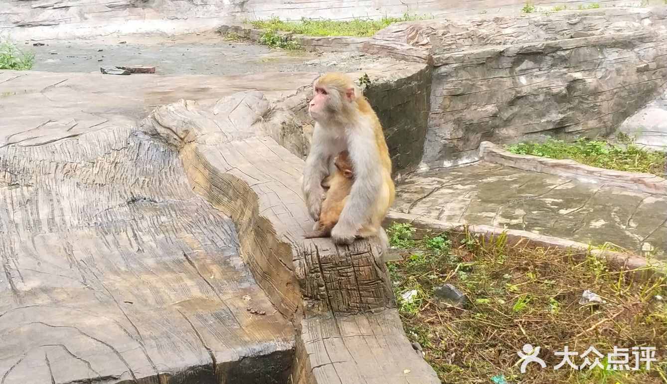 五龙口的猴子太可爱了