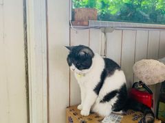 -海边的猫和咖啡馆