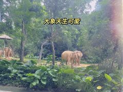 -广州长隆野生动物世界