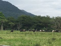 -瑞穗牧场