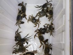 -阳澄湖大闸蟹·琼灵阁牌品牌连锁(吴中总店)