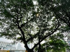 -石炮台公园