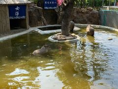 -无锡动物园·太湖欢乐园
