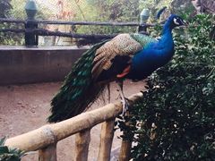 iphone_upload_pic-百鸟园