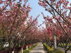 -高东镇樱花园