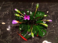 iphone_upload_pic-桂花楼淮扬中餐厅(浦东香格里拉店)