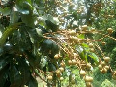 -尊宝比萨(广州塔店)