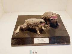 -国家自然博物馆