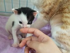 -瑞鹏宠物医院·骨科·猫科·内科(第一中心)