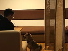 -柴务处·柴犬主题狗咖