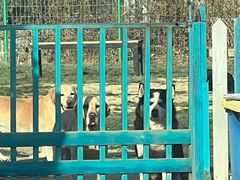 -趣玩宠物乐园寄养训犬训狗游泳池