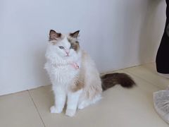 -怪兽屋·羊驼·猫咖·狗咖(俊华广场店)