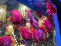 -朱光玉火锅馆(正弘城店)