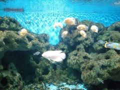 -锦艺城海洋馆