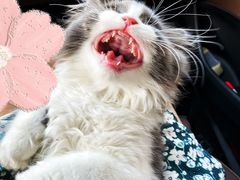 -中农国际动物医院24小时·猫科·骨科·急重症中心