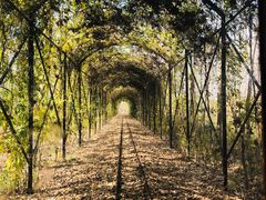 -合肥滨湖国家森林公园