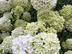 -大龙山(地铁站)