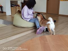 -南京Hallo宠物乐园·哈罗犬舍·柴犬繁育基地