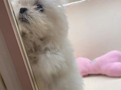 -翊宠yipet猫狗购宠庄园犬舍•猫舍