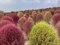 -径山花海