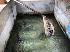 水库胖头鱼-姥家大锅台水库渔家